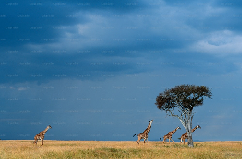 um rebanho de girafa caminhando por um campo de grama seca
