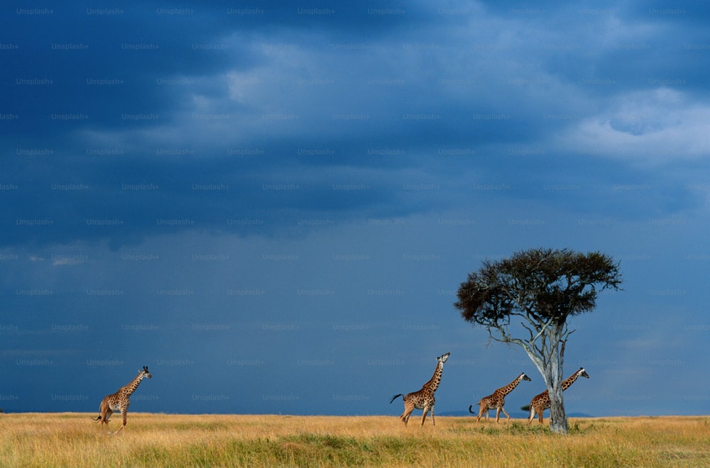 a herd of giraffe walking across a dry grass field