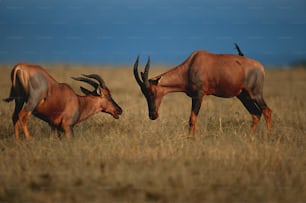 a couple of animals that are standing in the grass