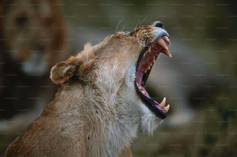 Un leone che sbadiglia con la bocca spalancata