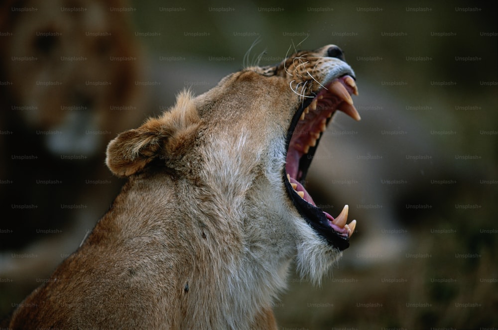 a lion yawning with its mouth wide open