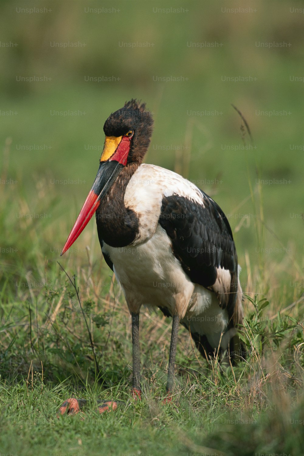 a black and white bird with a yellow beak