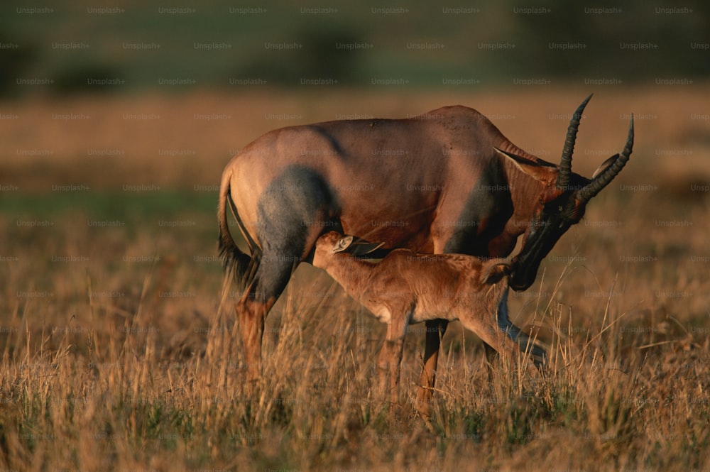 Una grande antilope in piedi accanto a un cucciolo di antilope