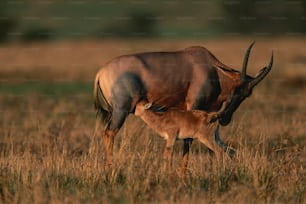 a large antelope standing next to a baby antelope