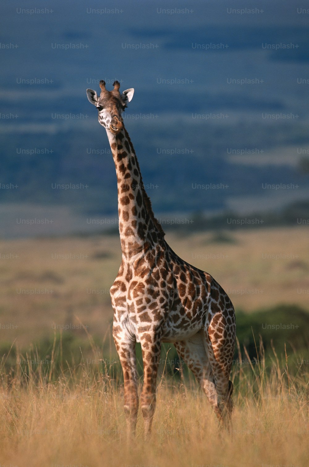 una giraffa in piedi in mezzo a un campo