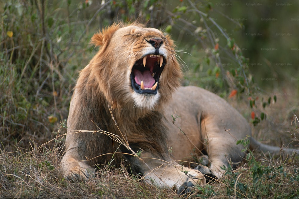 Un león bosteza mientras yace en la hierba
