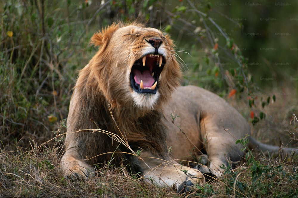 a lion yawns while laying in the grass