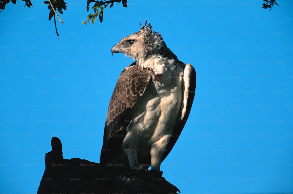 a large bird perched on top of a tree branch