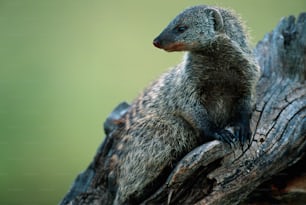 a small animal sitting on top of a tree branch