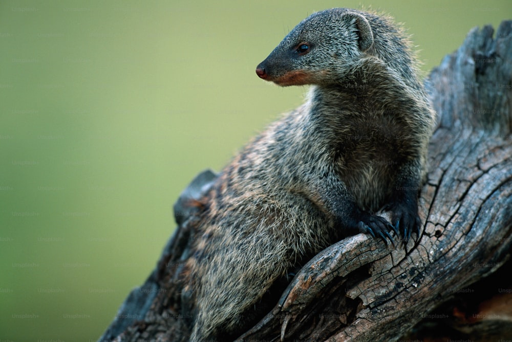 Un pequeño animal sentado en la parte superior de la rama de un árbol