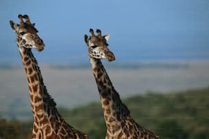 Un par de jirafas de pie una al lado de la otra