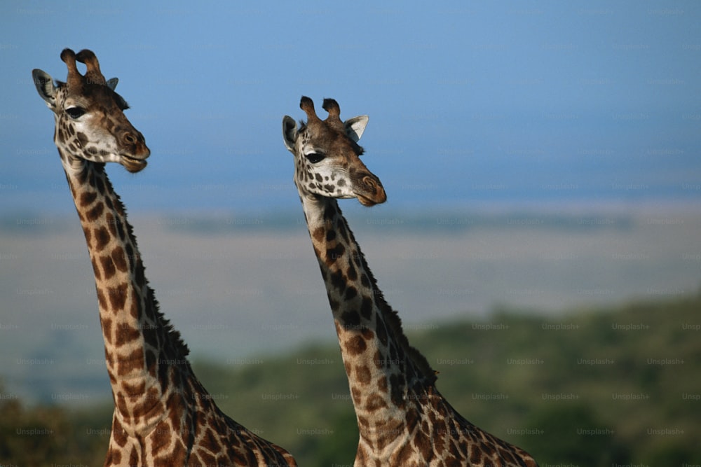 um casal de girafas de pé um ao lado do outro