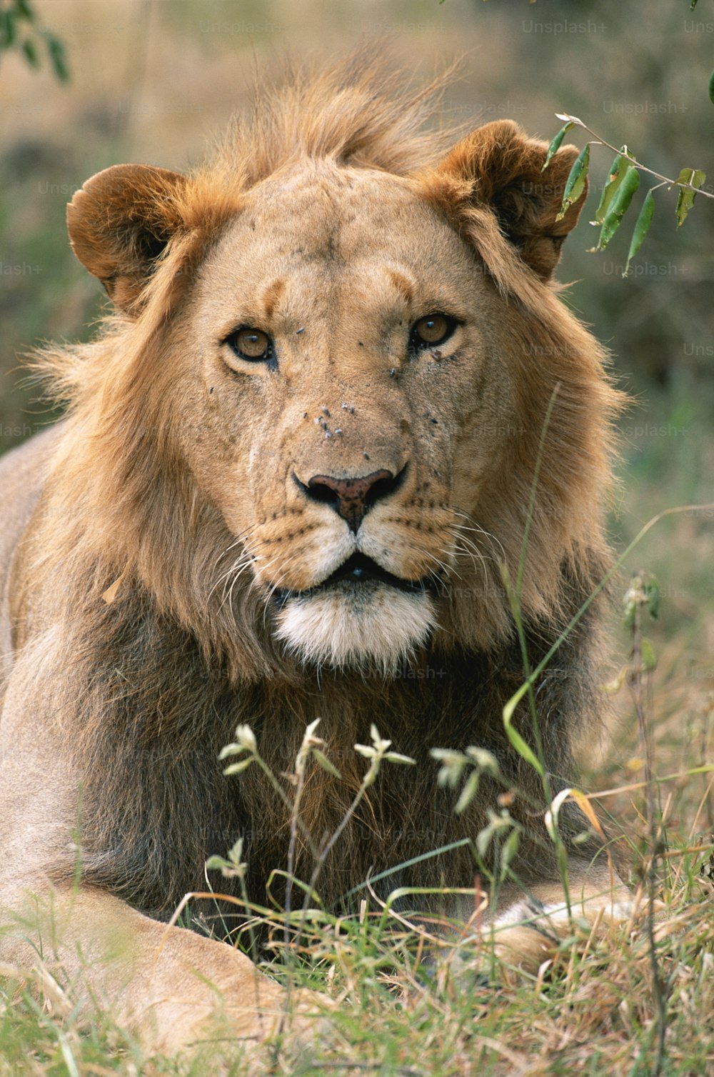 a close up of a lion laying in the grass