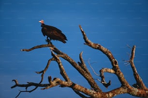 a large bird sitting on top of a tree branch