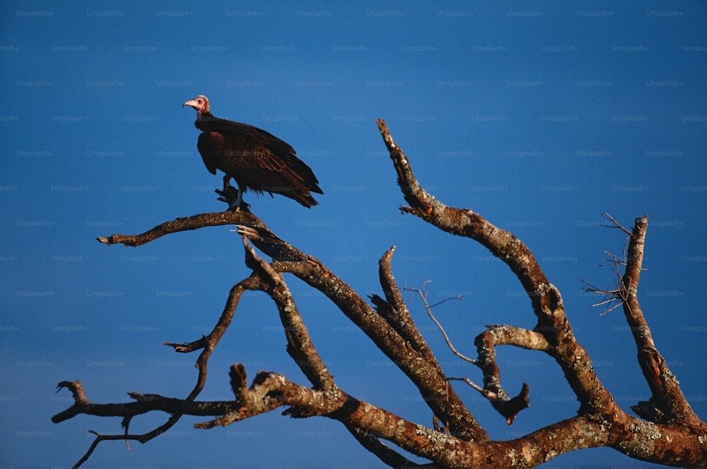 um grande pássaro sentado em cima de um galho de árvore