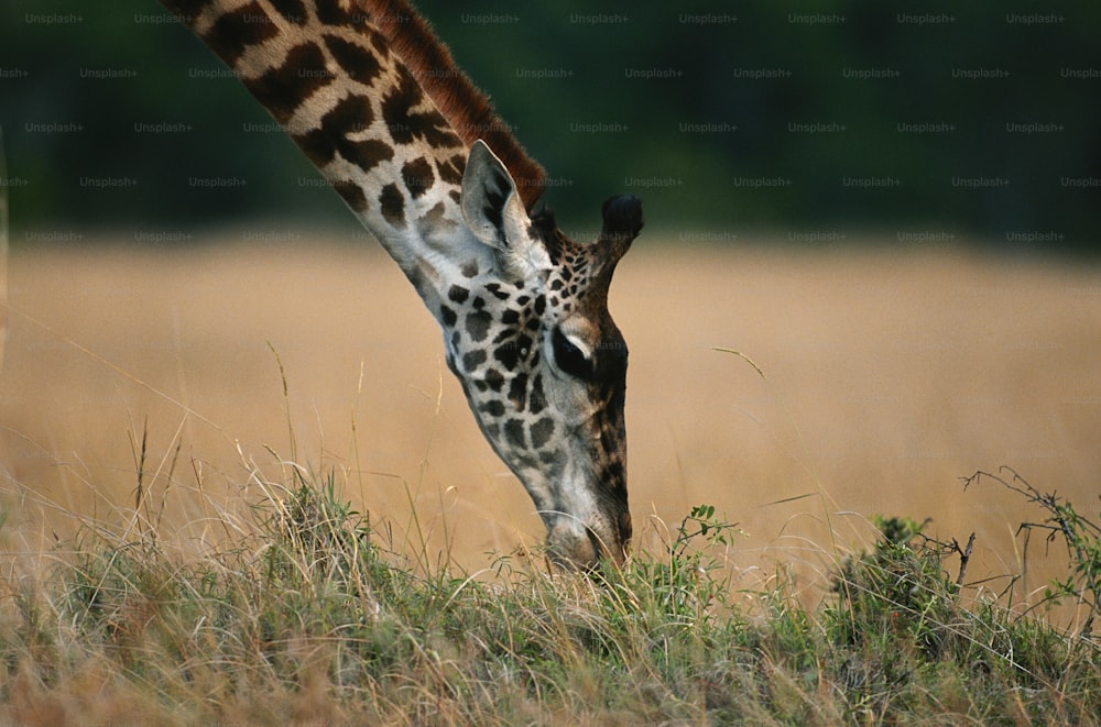 uma girafa está comendo grama em um campo