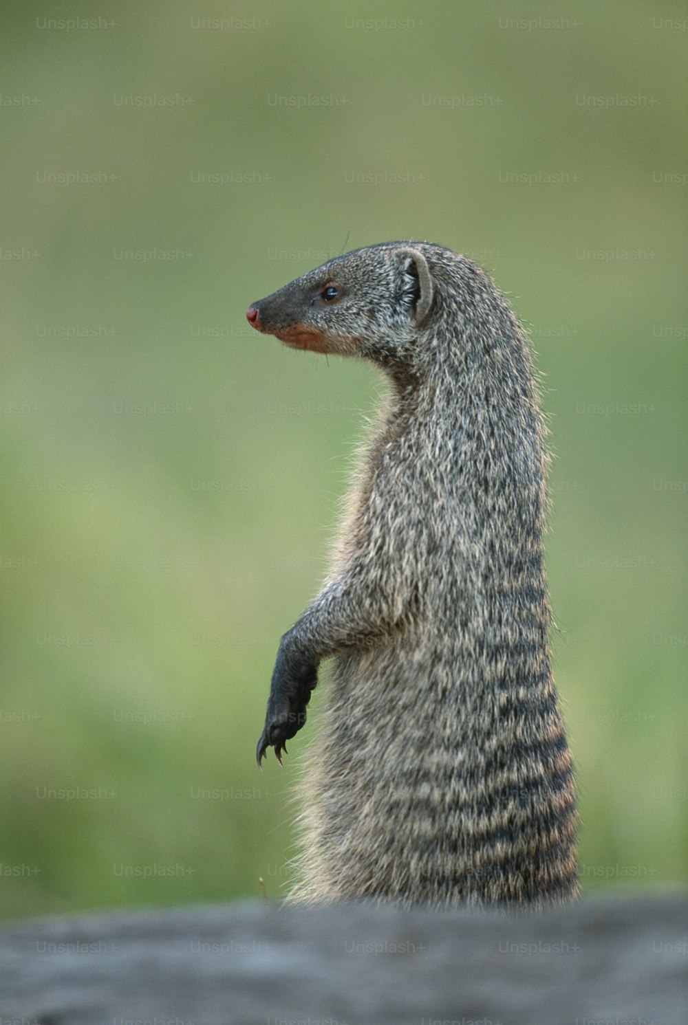 a small animal standing on its hind legs