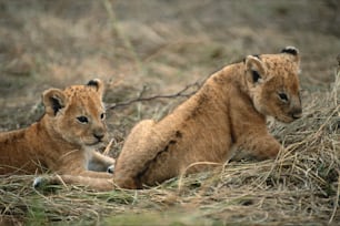 草むらに座る2匹の若いライオンの子
