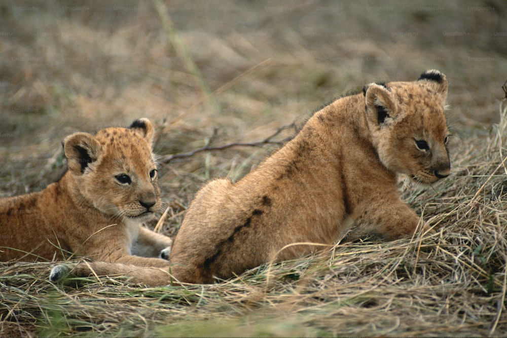 Dos cachorros de león jóvenes sentados en la hierba
