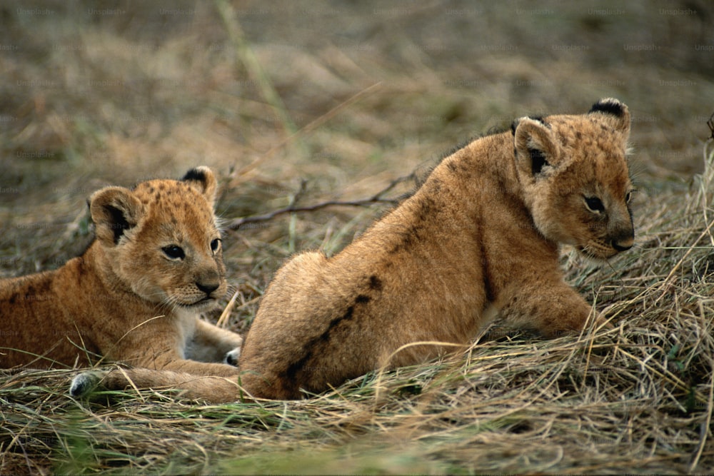 two young lion cubs sitting in the grass