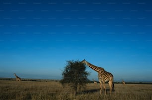 a giraffe eating leaves from a tree in a field