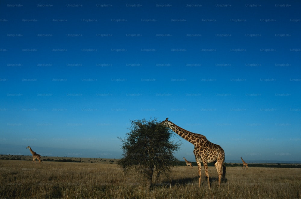 a giraffe eating leaves from a tree in a field