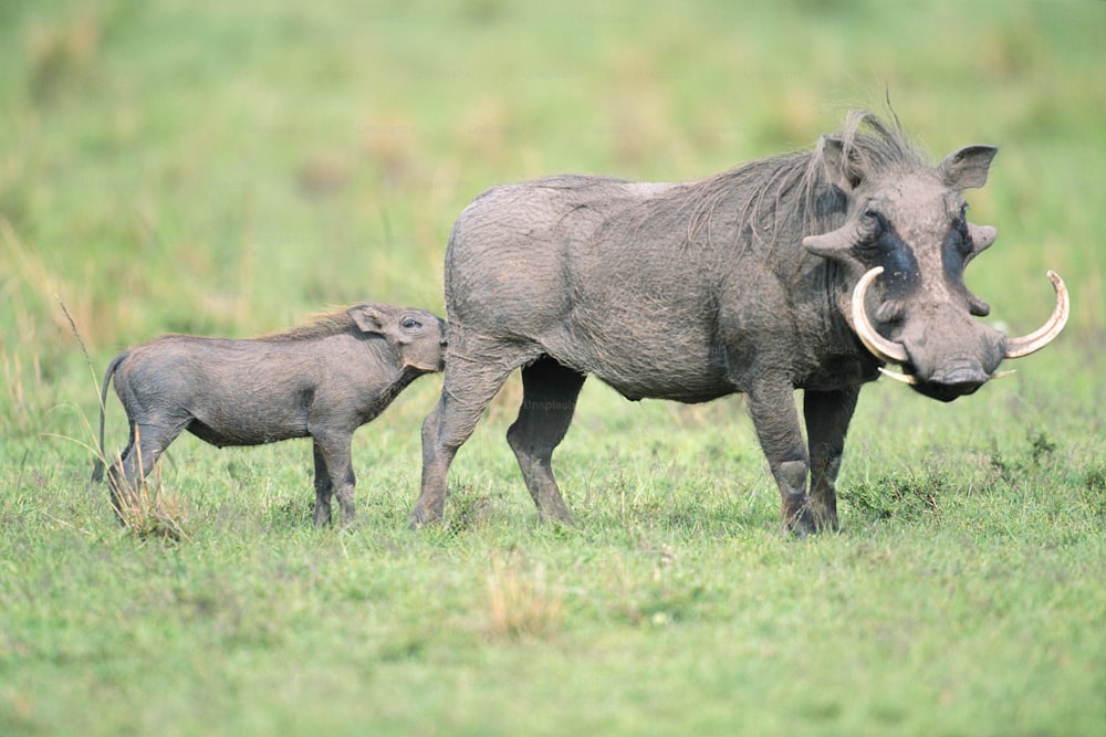 a mother and baby warthog in a grassy field