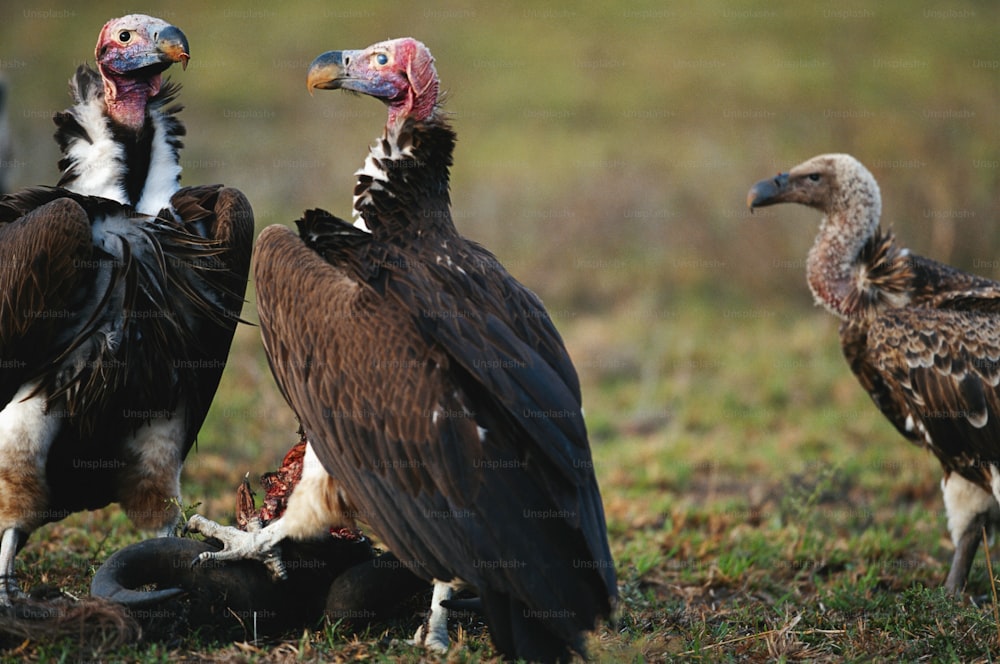 a group of vultures sitting on top of a grass covered field