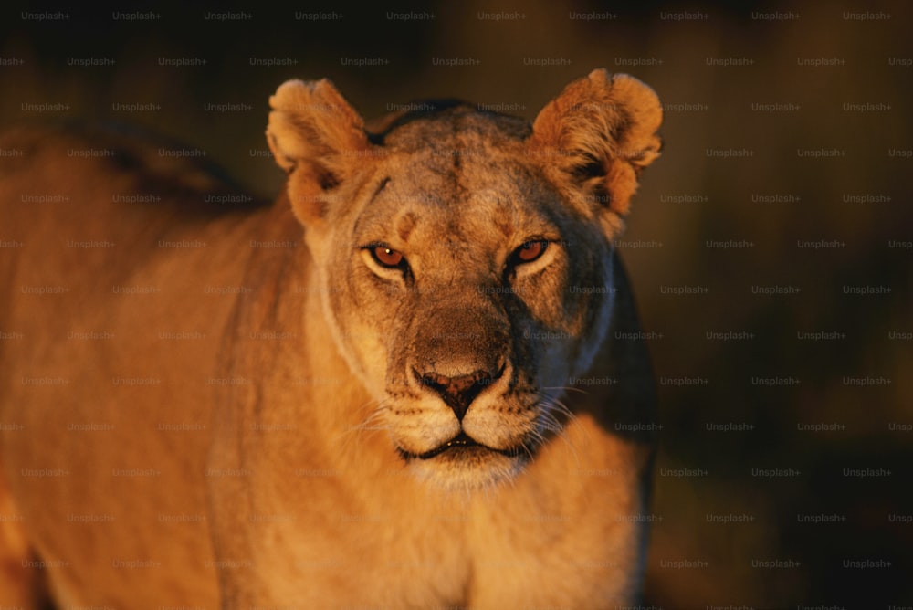 um close up de um leão olhando para a câmera