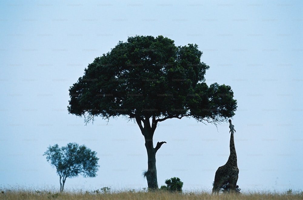 Una jirafa de pie junto a un árbol en un campo