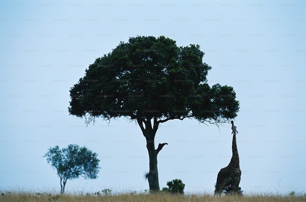 a giraffe standing next to a tree in a field