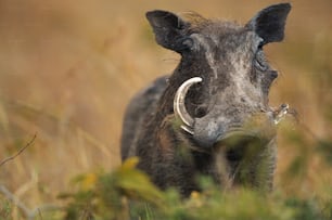 a warthog in a field of tall grass