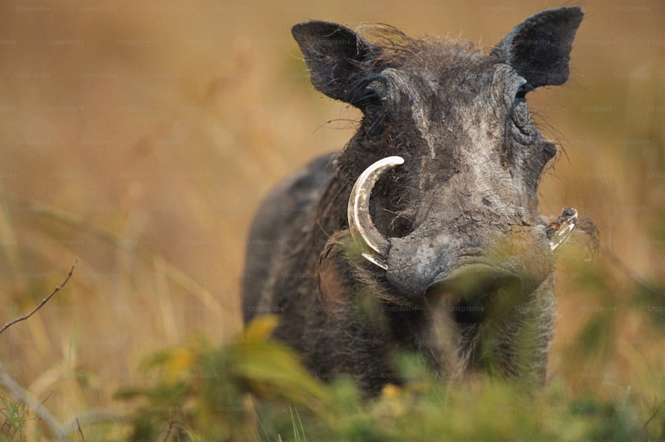 Desert scrub habitat in the Sonoran desert where javelina are commonly hunted