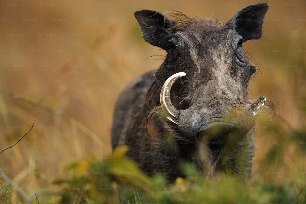 a warthog in a field of tall grass