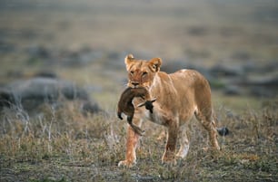 a young lion playing with its mother in a field