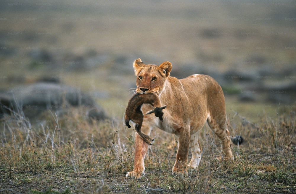 a young lion playing with its mother in a field