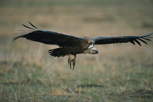 a large bird of prey flying through the air