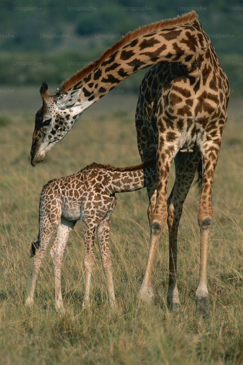 Una jirafa bebé de pie junto a una jirafa adulta