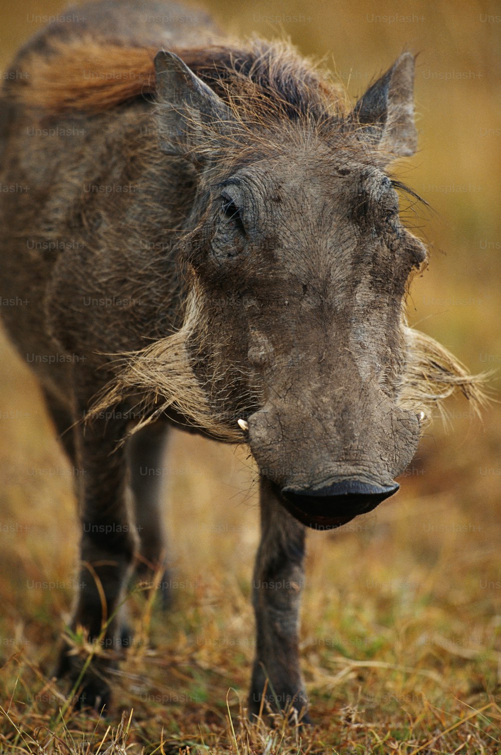 a warthog is standing in a field