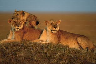 a couple of lions sitting on top of a grass covered field