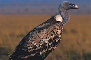 a large bird standing in a field of tall grass