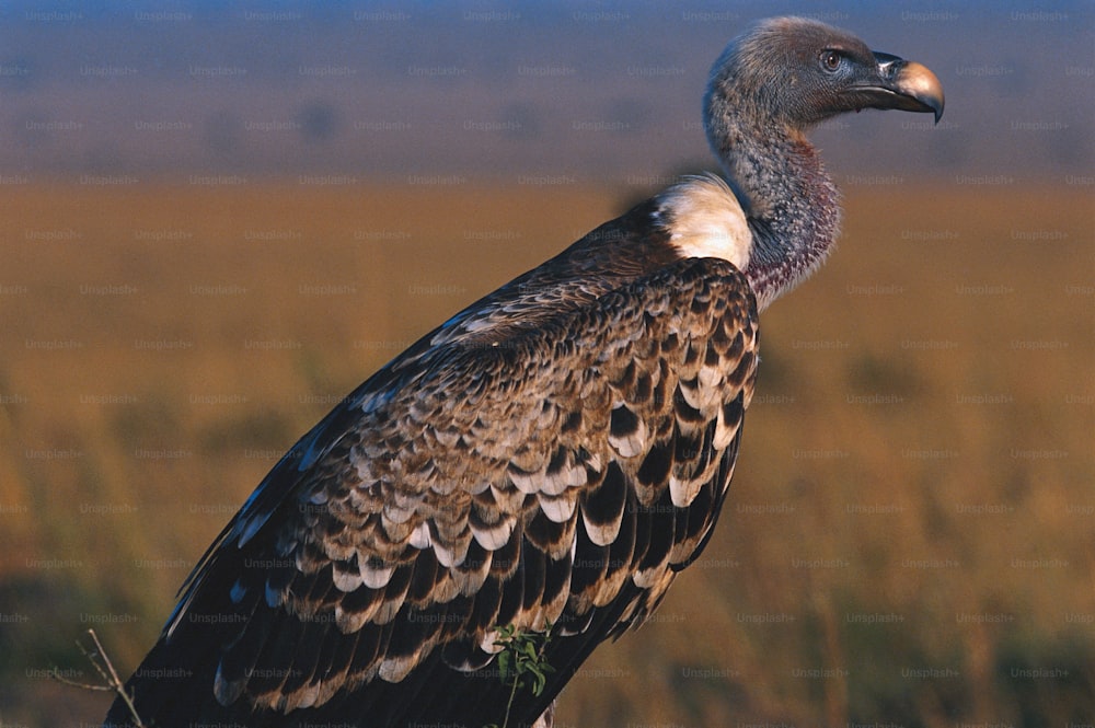 a large bird standing in a field of tall grass