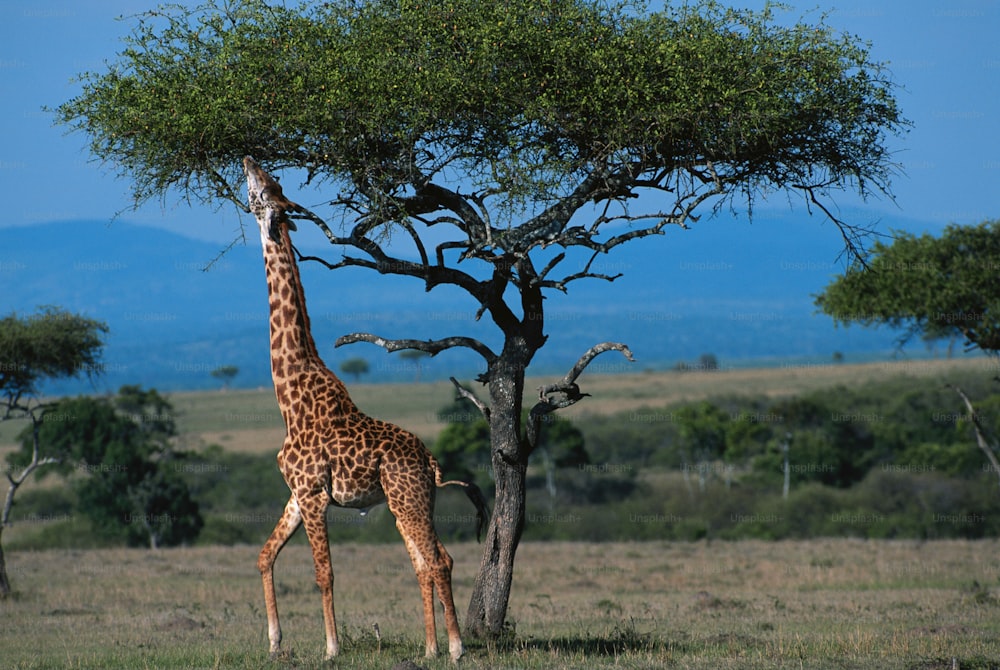 eine Giraffe, die neben einem Baum auf einem Feld steht