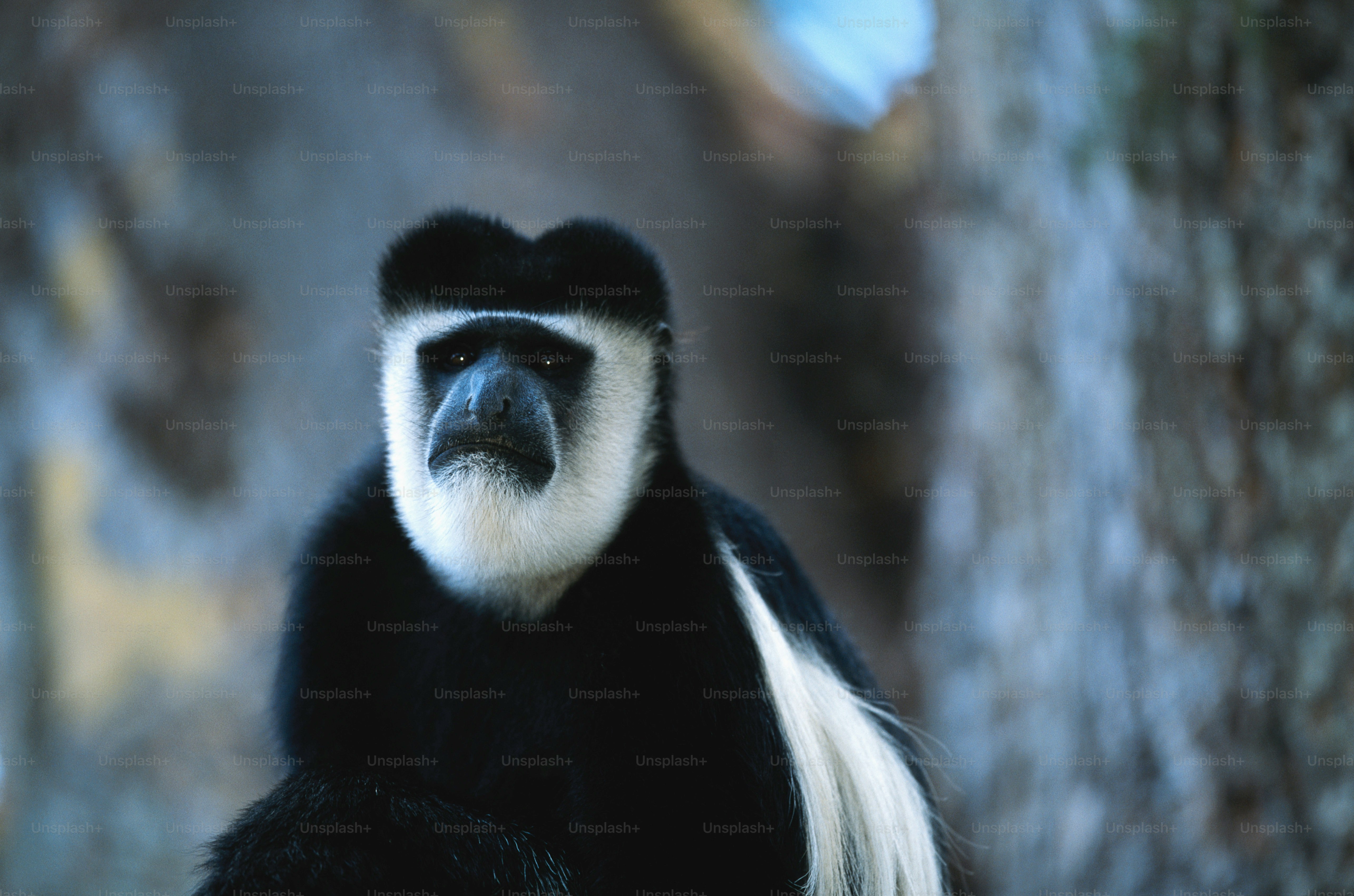 a black and white monkey standing next to a tree
