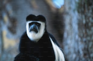 a black and white monkey standing next to a tree