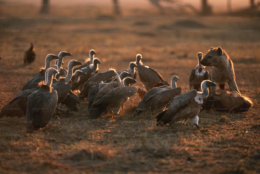 a large group of birds standing on top of a dry grass field