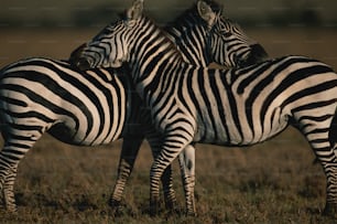 um casal de zebras em pé um ao lado do outro em um campo