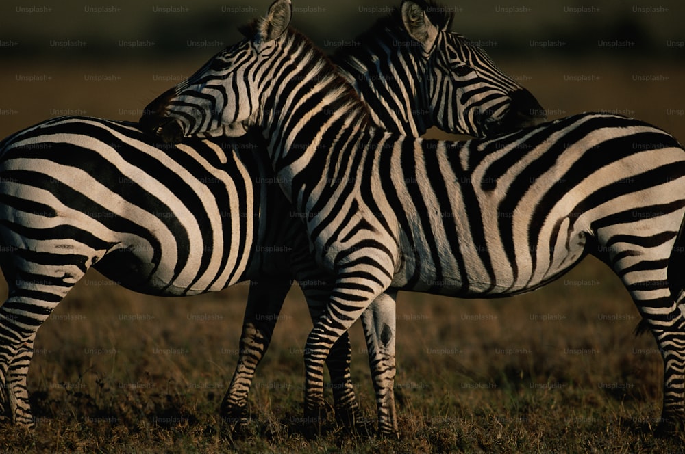 a couple of zebra standing next to each other on a field