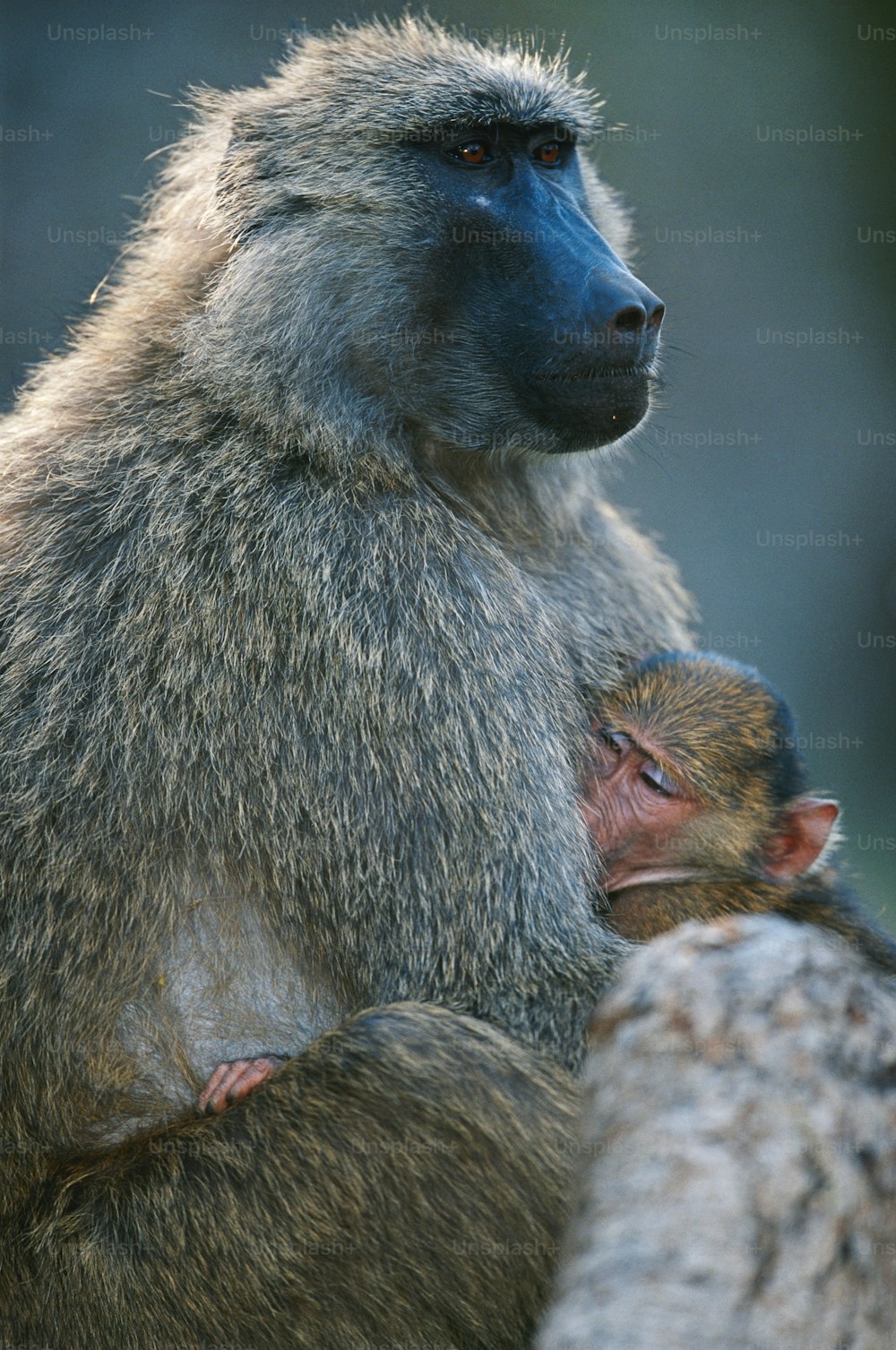a mother baboon and her baby sitting on a rock