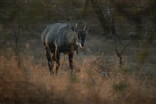 une antilope marchant dans un champ d’herbes hautes
